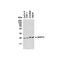 ProSci 3675 BAP31 Antibody