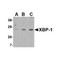 ProSci 3685 XBP-1 Antibody