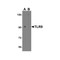 ProSci 3739 TLR9 Antibody