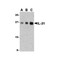ProSci 3747 IL-31 Antibody