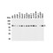 ProSci 3761 LSD1 Antibody