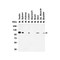 ProSci 3761 LSD1 Antibody