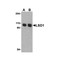 ProSci 3761 LSD1 Antibody