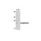 ProSci 3765 SOCS1 Antibody
