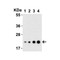 ProSci 3795 IL-23 Antibody