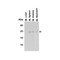 ProSci 3795 IL-23 Antibody