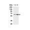 ProSci 3797 IL-27 Antibody