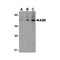 ProSci 3807 AIM Antibody