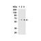 ProSci 3799 IL-27 Antibody