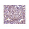 ProSci 3843 RP105 Antibody