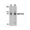 ProSci 3841 RP105 Antibody