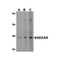 ProSci 3855 XEDAR Antibody
