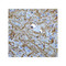 ProSci 3869 BAG-1 Antibody