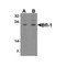 ProSci 3875 Bfl-1 Antibody