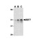 ProSci 3941 IRF7 Antibody