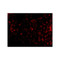 ProSci 3947 PKR Antibody