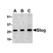 ProSci 3959 Slug Antibody