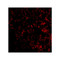 ProSci 3989 Blimp-1 Antibody