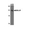 ProSci 4015 RPA Interacting Protein Antibody