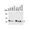 ProSci 4019 BANF1 Antibody