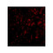 ProSci 4035 DRAM Antibody