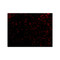 ProSci 4041 ORAI1 Antibody