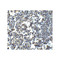 ProSci 4037 MDA5 Antibody