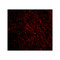 ProSci 4043 SCO1 Antibody