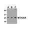ProSci 4051 TIGAR Antibody