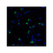ProSci 4067 PD-1 Antibody