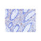 ProSci 4073 KAI1 Antibody