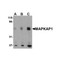 ProSci 4077 MAPKAP1 Antibody