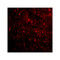 ProSci 4087 NogoA Antibody