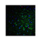 ProSci 4089 NogoA Antibody
