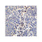 ProSci 4101 Neuritin Antibody