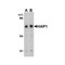 ProSci 4205 HAP1 Antibody
