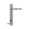 ProSci 4213 ARF-BP1 Antibody