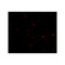 ProSci 4215 ORAI3 Antibody