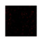 ProSci 4229 Bub1 Antibody