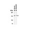 ProSci 4237 op18 Antibody