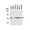 ProSci 4237 op18 Antibody