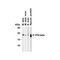 ProSci 4243 IFN-beta Antibody