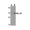 ProSci 4273 IL-33 Antibody