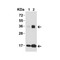 ProSci 4273 IL-33 Antibody