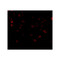 ProSci 4279 ADAP Antibody