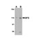ProSci 4289 KIF5 Antibody