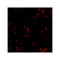ProSci 4289 KIF5 Antibody