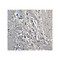 ProSci 4289 KIF5 Antibody