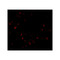 ProSci 4287 LIS1 Antibody