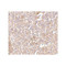ProSci 4305 STEAP1 Antibody
